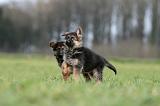 BERGER ALLEMAND 1138